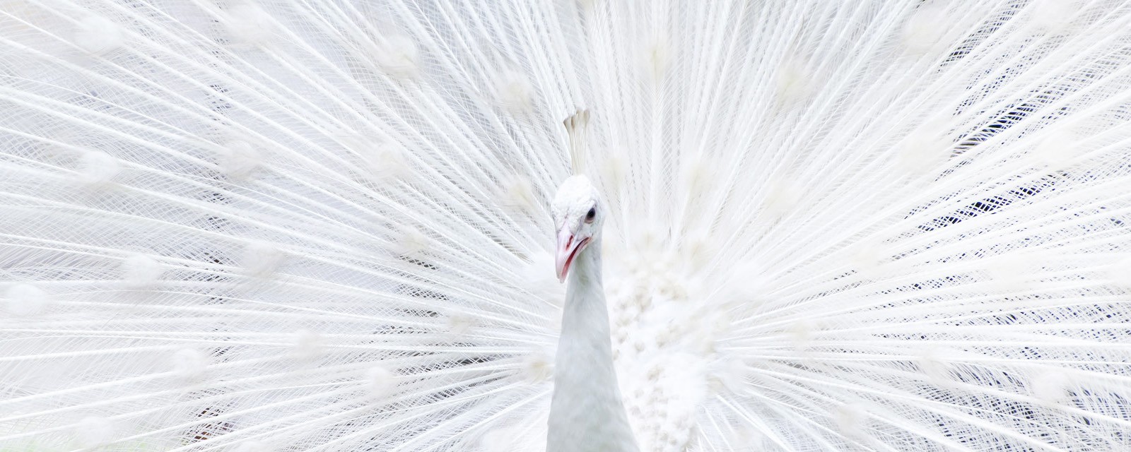 animales